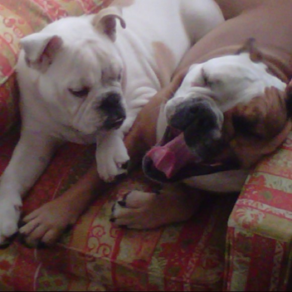 Rocky + Daisy - Picture 2 of 11